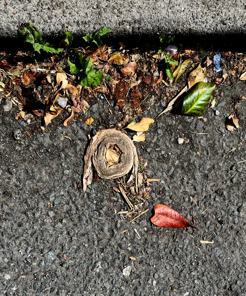 A roll of tape fused together in the rain