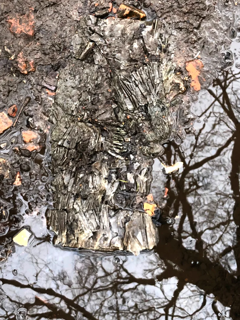 Book submerged in a puddle